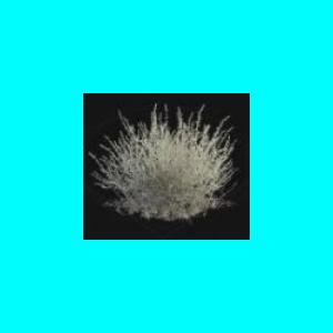 100x Plant Fiber